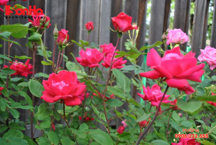 Là loài có hương sắc nên hoa hồng rất thích hợp trang trí ở ban công 