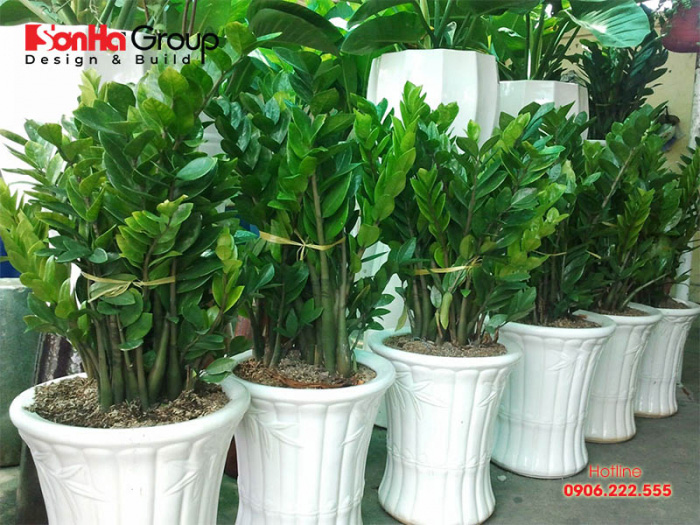 Các loại cây phong thủy hợp từng mệnh giúp gia chủ hút tài lộc và thăng tiến 