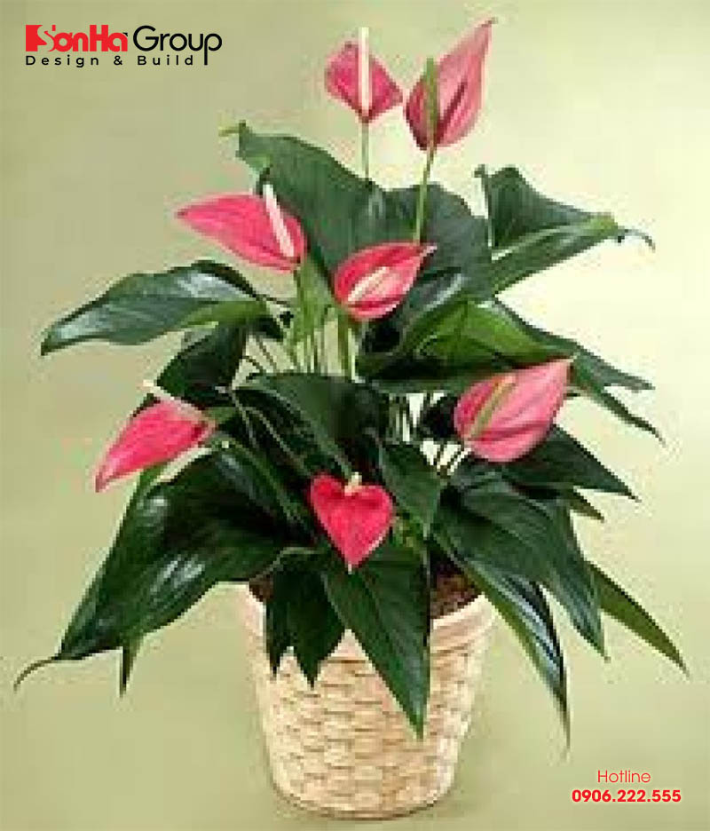 Những cây trồng phong thủy hợp với tuổi Mùi để may mắn cả năm 5 Cây cảnh phong thủy để bàn làm việc hoặc trong nhà hợp tuổi Kỷ Mùi là hồng môn