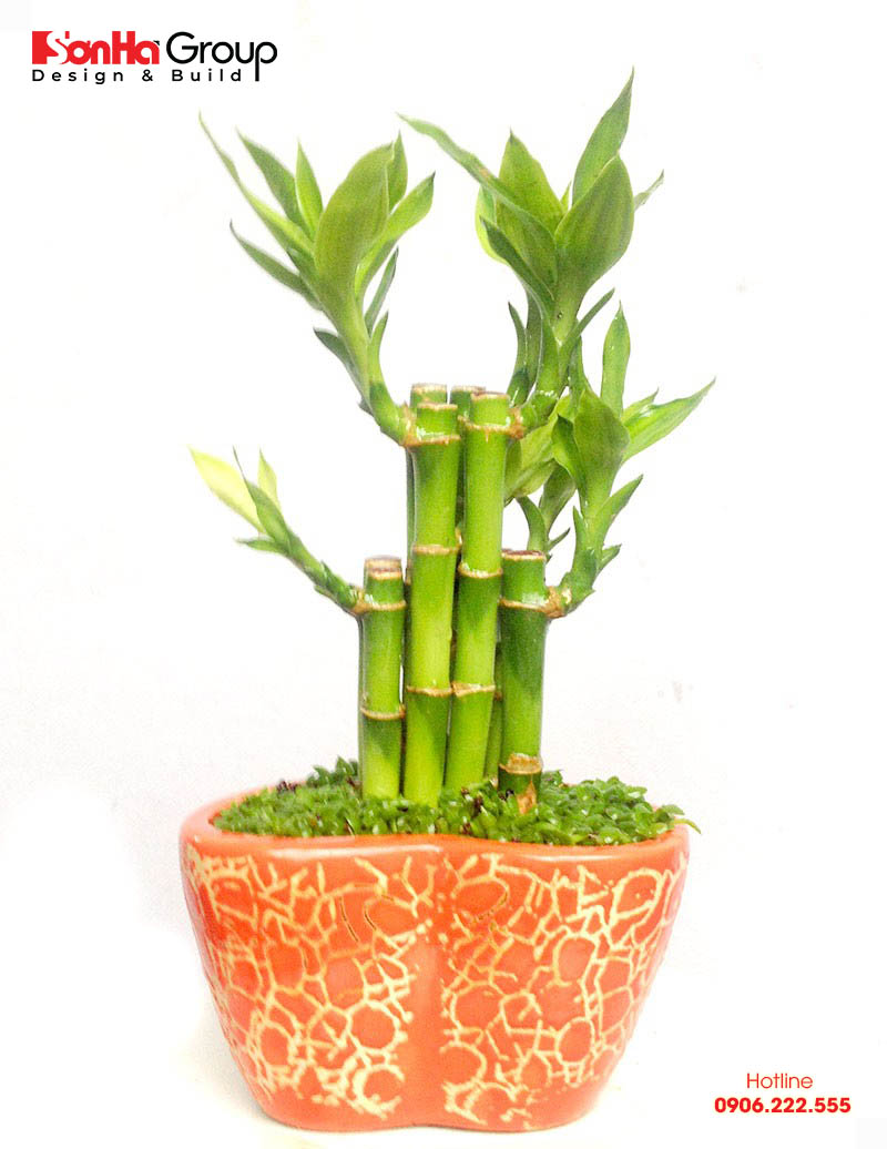 Cây phát tài rất hợp phong thủy với những người mệnh Kim 