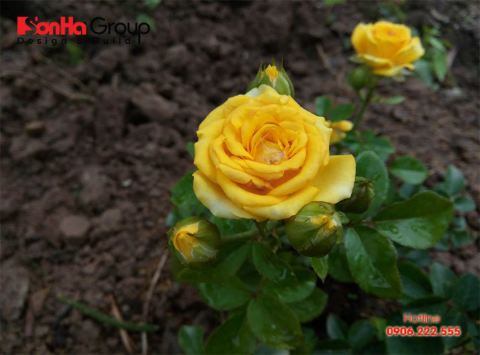Hoa hồng là loại cây phong thủy cho người tuổi Canh Ngọ 1990 