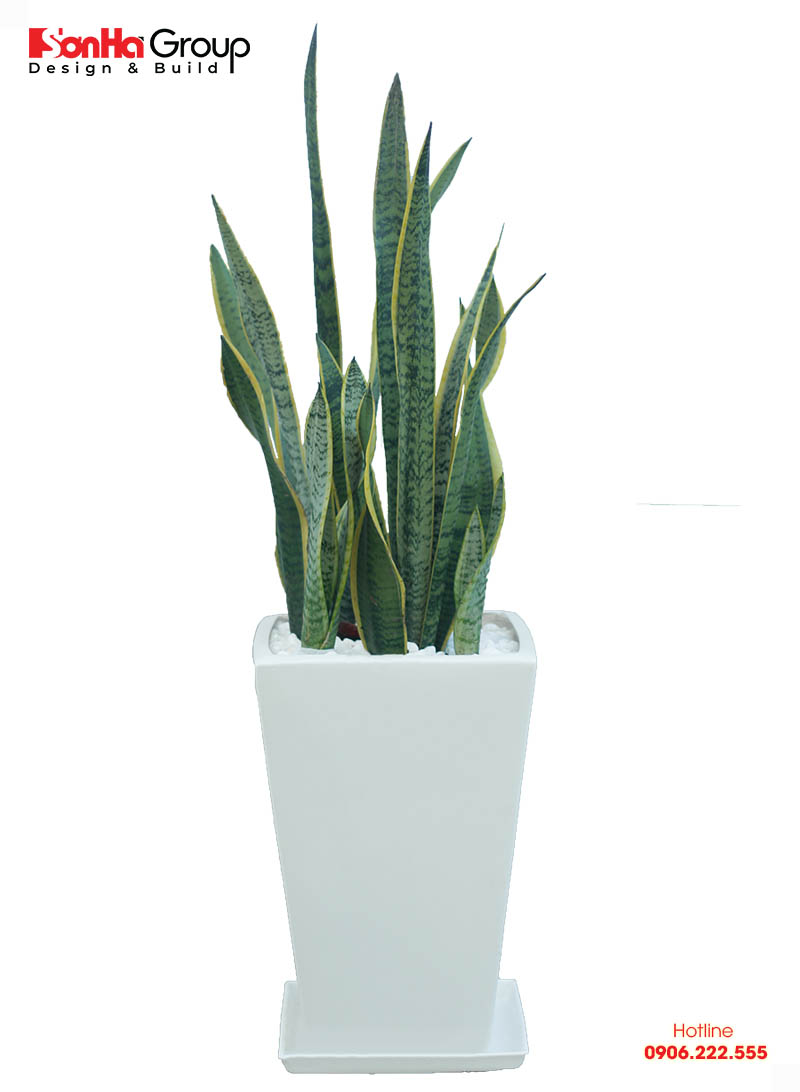 Những cây trồng phong thủy hợp với tuổi Mùi để may mắn cả năm 3 Lưỡi hổ là cây trồng phong thủy hợp với người tuổi Ất Mùi