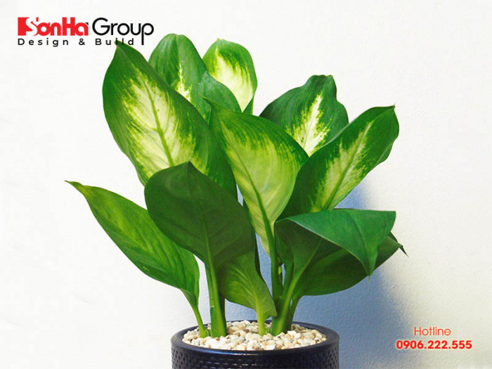 Nếu bạn là người mệnh Thổ hãy chọn cây vạn niên thanh giúp mang lại may mắn 