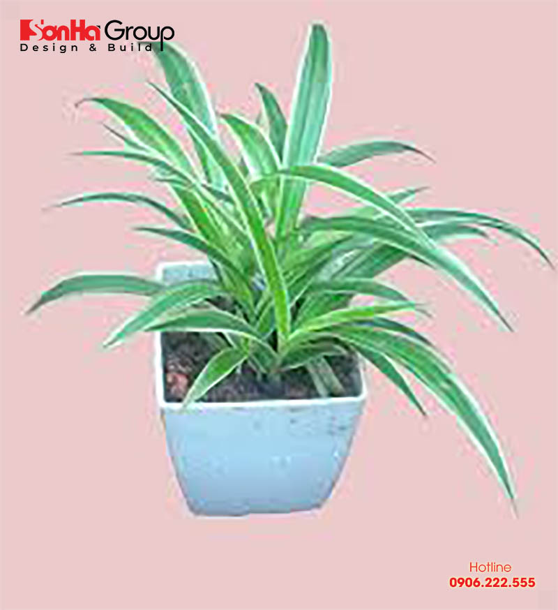 Người mệnh Thủy mang bản tính ôn hòa nên chọn cây cỏ lan chi 