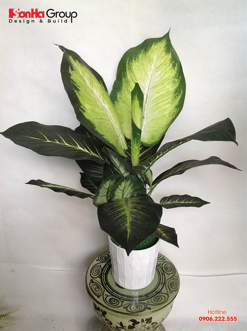 Những cây trồng phong thủy hợp với tuổi Mùi để may mắn cả năm 4 Người tuổi Đinh Mùi hợp với việc sở hữu cây thiên thanh trong nhà