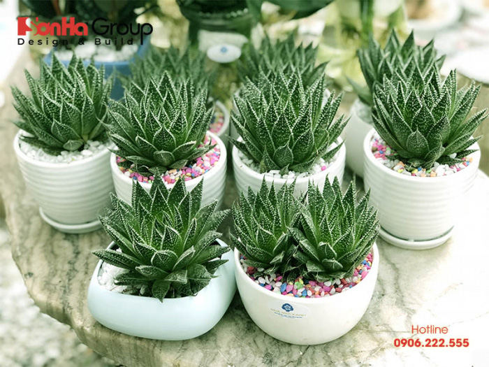 Những cây trồng phong thủy hợp với tuổi Mùi để may mắn cả năm 2 Người tuổi Quý Mùi nên sở hữu cây sen đá trong nhà giúp mang lại tài lộc