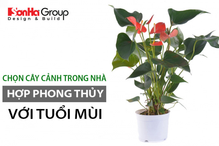 Những cây trồng phong thủy hợp với tuổi Mùi để may mắn cả năm 1