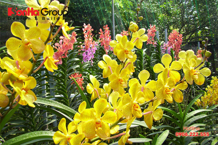 Những cây trồng phong thủy hợp với tuổi Mùi để may mắn cả năm 6 Phong lan cũng là loại cây cảnh phù hợp phong thủy tuổi Tân Mùi