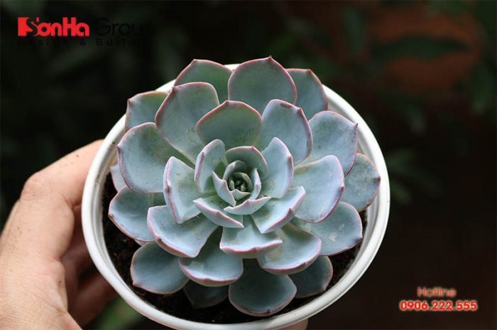 Sen đá là cây rất phù hợp cho người mệnh Hỏa để bàn làm việc 