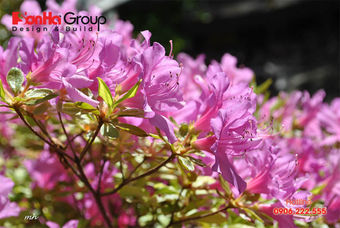 Cây phong thủy cho người tuổi Quý Dậu không thể không kể đến hoa đỗ quyên 