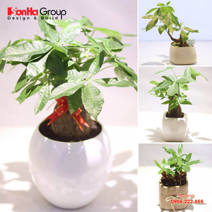 Kim ngân là lựa chọn khá phù hợp cho người tuổi Đinh Dậu 