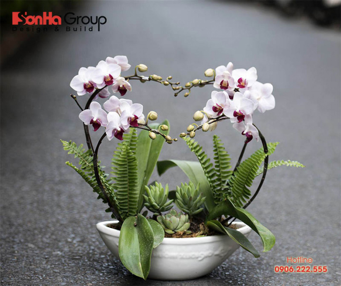 Lan hồ điệp sẽ mang phú quý nếu người Kỷ Dậu có vị trí đặt phù hợp 