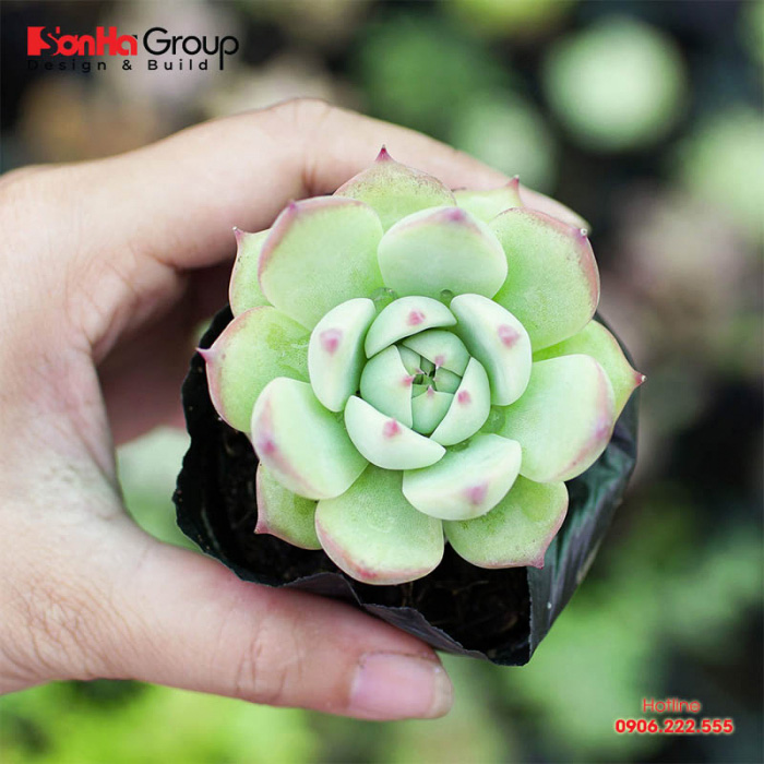 Sen đá là loại cây phù hợp phong thủy với người tuổi Dậu nói chung 